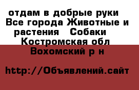 отдам в добрые руки - Все города Животные и растения » Собаки   . Костромская обл.,Вохомский р-н